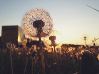 Компания Bridgestone решила делать шины из российских одуванчиков Компания Bridgestone решила делать шины из российских одуванчиков