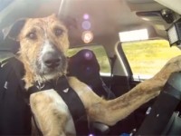 Новозеландские собаки сдали экзамены по вождению Новозеландские собаки сдали экзамены по вождению